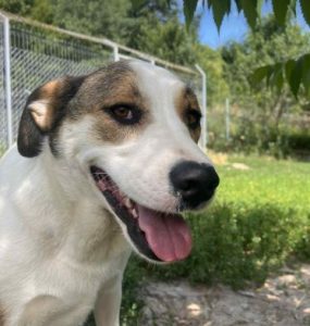 Maya a brown and white rescue dog | 1 dog at a time rescue UK