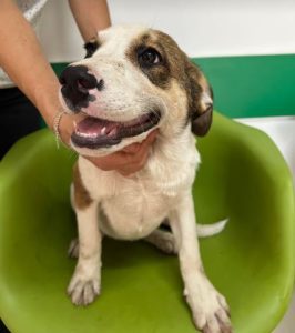 Maya a brown and white rescue dog | 1 dog at a time rescue UK