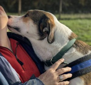 Maya a brown and white rescue dog | 1 dog at a time rescue UK