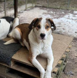Maya a brown and white rescue dog | 1 dog at a time rescue UK
