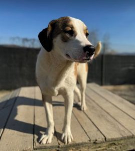 Maya a brown and white rescue dog | 1 dog at a time rescue UK