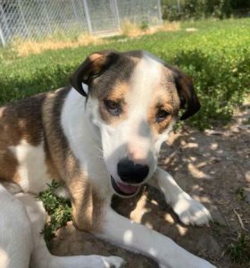 Maya a brown and white rescue dog | 1 dog at a time rescue UK