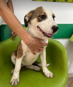 Maya a brown and white rescue dog | 1 dog at a time rescue UK