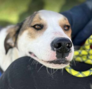 Maya a brown and white rescue dog | 1 dog at a time rescue UK