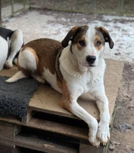 Maya a brown and white rescue dog | 1 dog at a time rescue UK