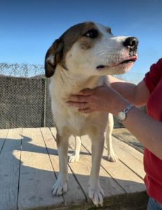 Maya a brown and white rescue dog | 1 dog at a time rescue UK