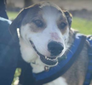 Maya a brown and white rescue dog | 1 dog at a time rescue UK