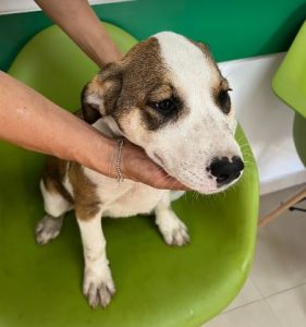 Maya a brown and white rescue dog | 1 dog at a time rescue UK