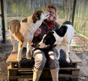 Maya a brown and white rescue dog | 1 dog at a time rescue UK