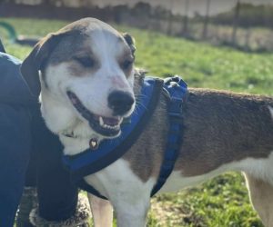 Maya a brown and white rescue dog | 1 dog at a time rescue UK