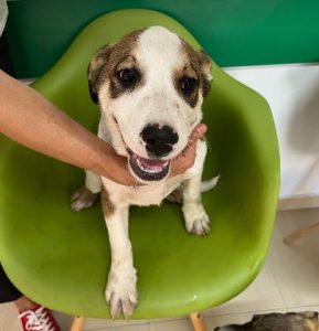 Maya a brown and white rescue dog | 1 dog at a time rescue UK