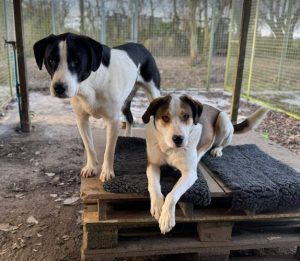 Maya a brown and white rescue dog | 1 dog at a time rescue UK