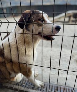 Maya a brown and white rescue dog | 1 dog at a time rescue UK