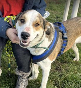 Maya a brown and white rescue dog | 1 dog at a time rescue UK
