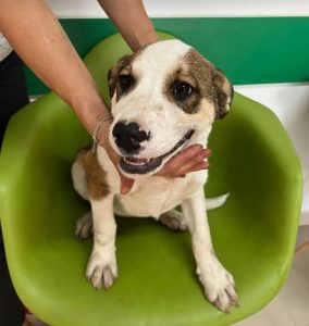 Maya a brown and white rescue dog | 1 dog at a time rescue UK