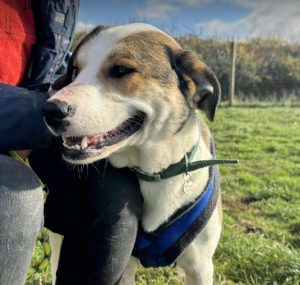 Maya a brown and white rescue dog | 1 dog at a time rescue UK