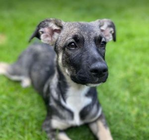 Rosa a black and brown rescue dog | 1 dog at a time rescue UK