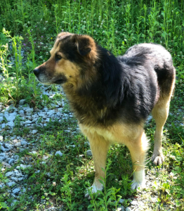 Sammy a black and brown rescue dog | 1 dog at a time rescue uk