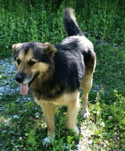 Sammy a black and brown rescue dog | 1 dog at a time rescue uk