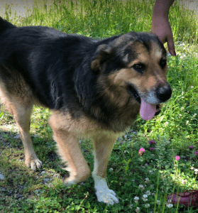 Sammy a black and brown rescue dog | 1 dog at a time rescue uk