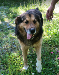 Sammy a black and brown rescue dog | 1 dog at a time rescue uk