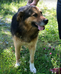 Sammy a black and brown rescue dog | 1 dog at a time rescue uk
