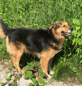 Sammy a black and brown rescue dog | 1 dog at a time rescue uk