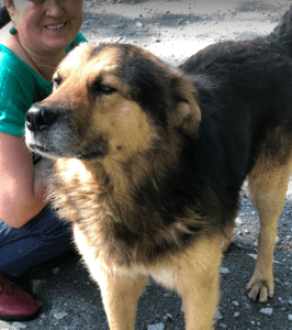 Sammy a black and brown rescue dog | 1 dog at a time rescue uk