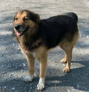 Sammy a black and brown rescue dog | 1 dog at a time rescue uk