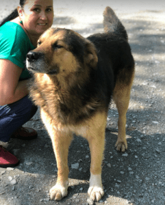 Sammy a black and brown rescue dog | 1 dog at a time rescue uk
