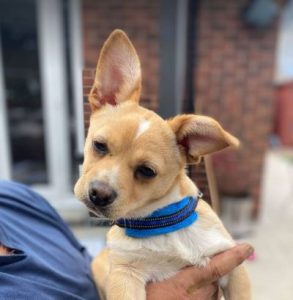 Timmy a fawn rescue dog | 1 dog at a time rescue UK