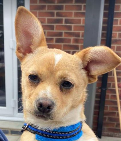 Timmyy a fawn rescue dog 1_1 dog at a time rescue UK Timmy a fawn rescue dog | 1 dog at a time rescue UK