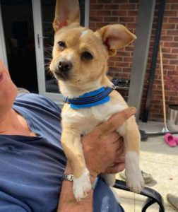 Timmy a fawn rescue dog | 1 dog at a time rescue UK