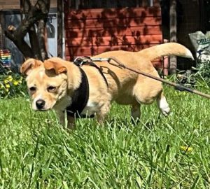 Timmy a fawn rescue dog | 1 dog at a time rescue UK