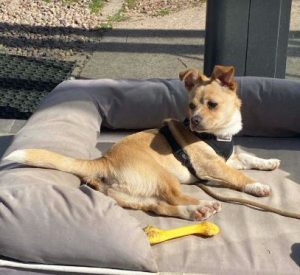 Timmy a fawn rescue dog | 1 dog at a time rescue UK