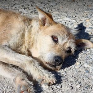 Abbie a tan romanian rescue dog | 1 dog at a time rescue uk