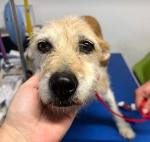 Abbie a tan romanian rescue dog | 1 dog at a time rescue uk