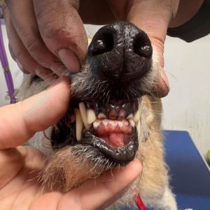 Abbie a tan romanian rescue dog | 1 dog at a time rescue uk