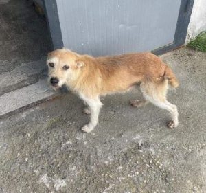 Abbie a tan romanian rescue dog | 1 dog at a time rescue uk