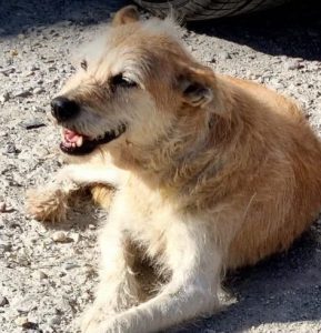 Abbie a tan romanian rescue dog | 1 dog at a time rescue uk