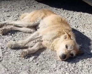 Abbie a tan romanian rescue dog | 1 dog at a time rescue uk