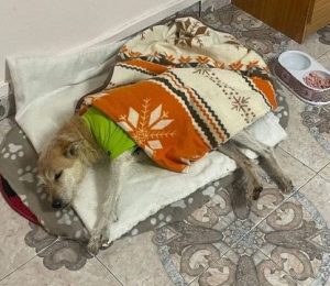 Abbie a tan romanian rescue dog | 1 dog at a time rescue uk