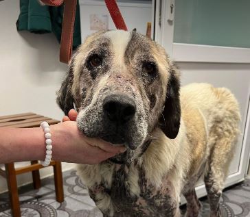 Alma a white and brown rescue dog_1 dog at a time rescue UK Alma a white and brown rescue dog | 1 dog at a time rescue UK