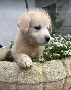 Bobo a cream coloured Romanian rescue dog | 1 Dog at a Time Rescue UK