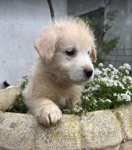 Bobo a cream coloured Romanian rescue dog | 1 Dog at a Time Rescue UK