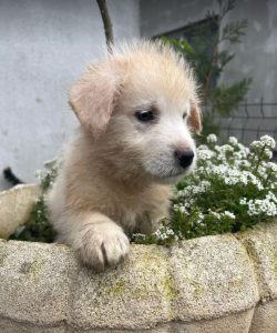 Bobo a cream coloured Romanian rescue dog | 1 Dog at a Time Rescue UK