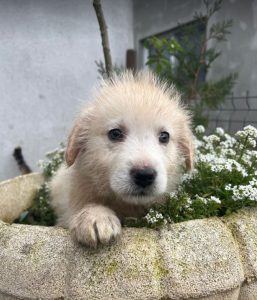 Bobo a cream coloured Romanian rescue dog | 1 Dog at a Time Rescue UK