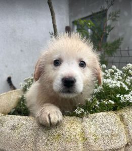 Bobo a cream coloured Romanian rescue dog | 1 Dog at a Time Rescue UK