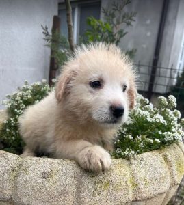 Bobo a cream coloured Romanian rescue dog | 1 Dog at a Time Rescue UK