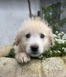 Bobo a cream coloured Romanian rescue dog | 1 Dog at a Time Rescue UK